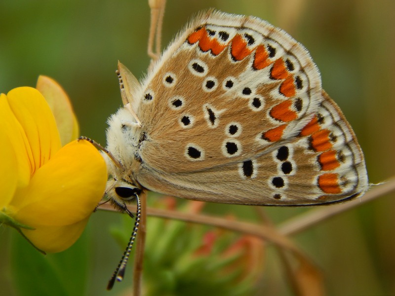 Lycaenidae da identificare/confermare